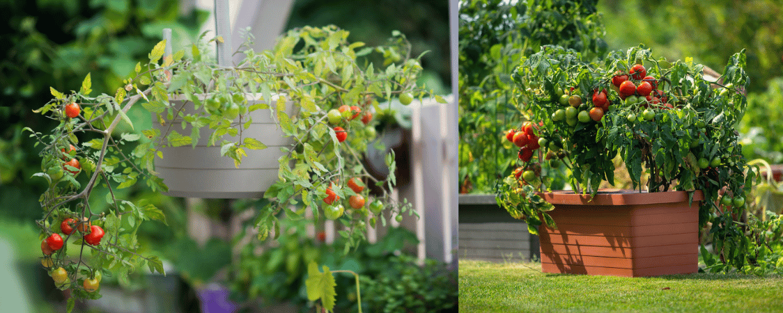 Pěstování rajčat na zahradě